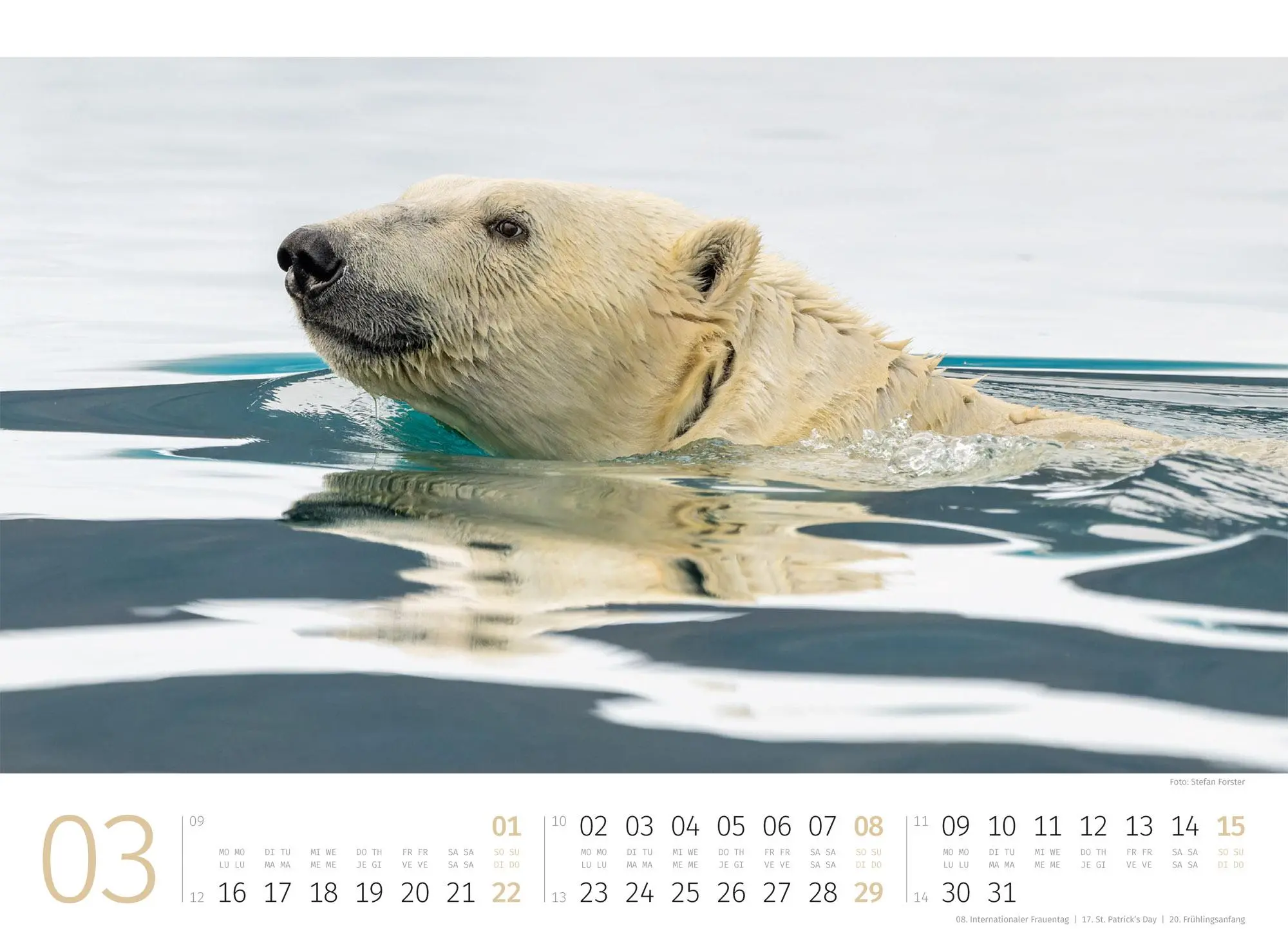 Bild: 9783838426983 | Eisbären Kalender 2026 | Ackermann Kunstverlag GmbH | Kalender | 14 S.