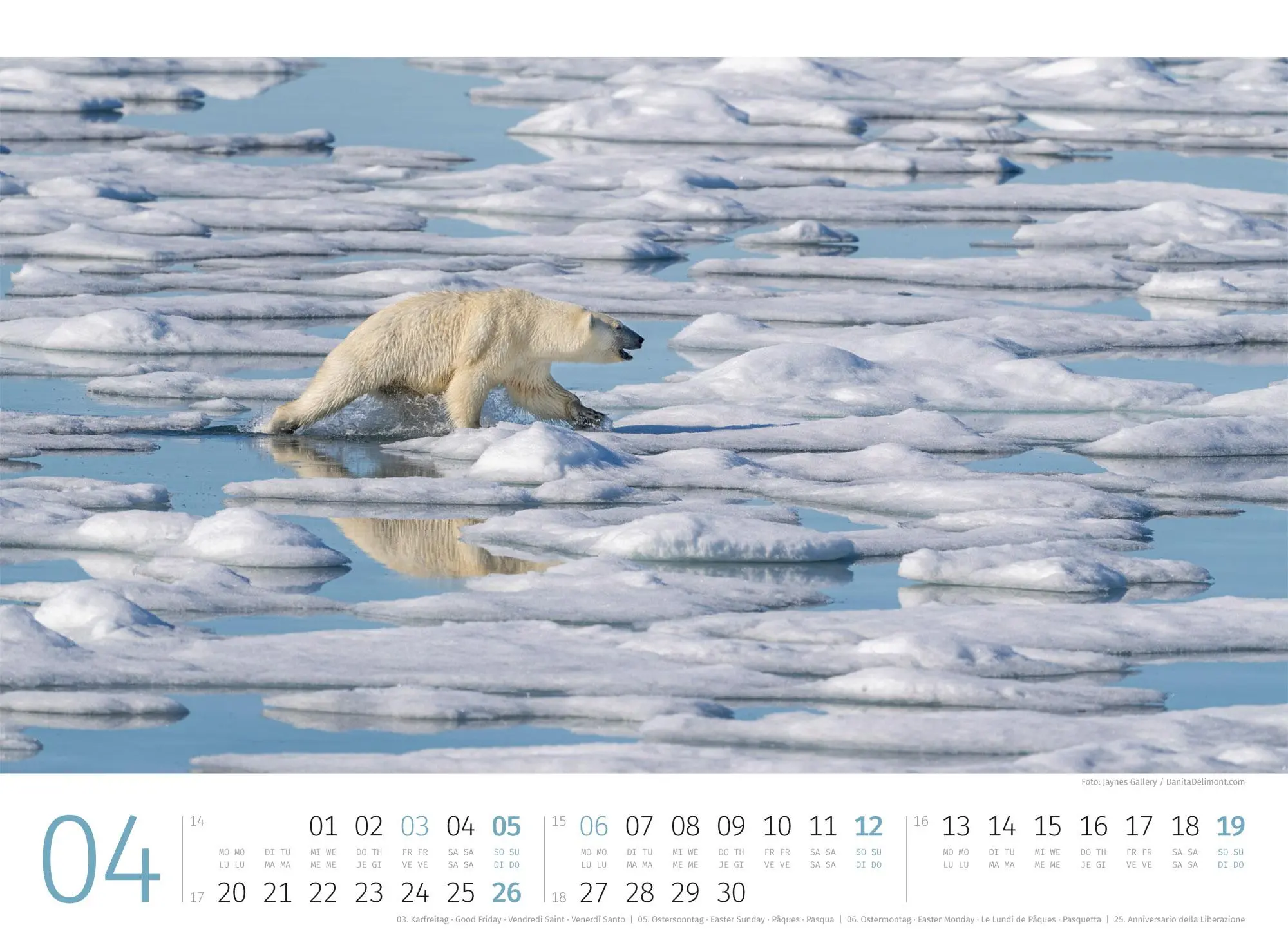 Bild: 9783838426983 | Eisbären Kalender 2026 | Ackermann Kunstverlag GmbH | Kalender | 14 S.