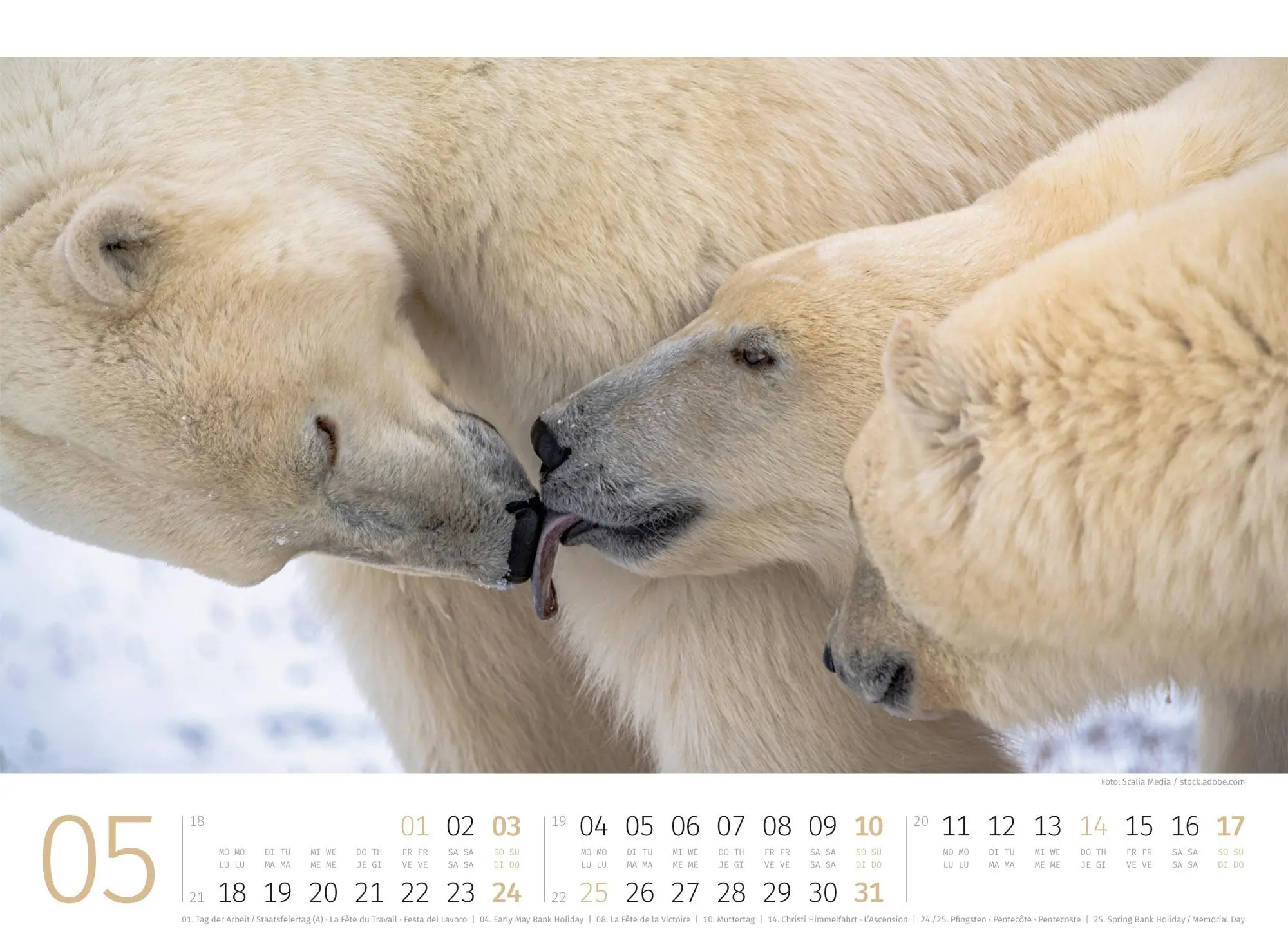 Bild: 9783838426983 | Eisbären Kalender 2026 | Ackermann Kunstverlag GmbH | Kalender | 14 S.