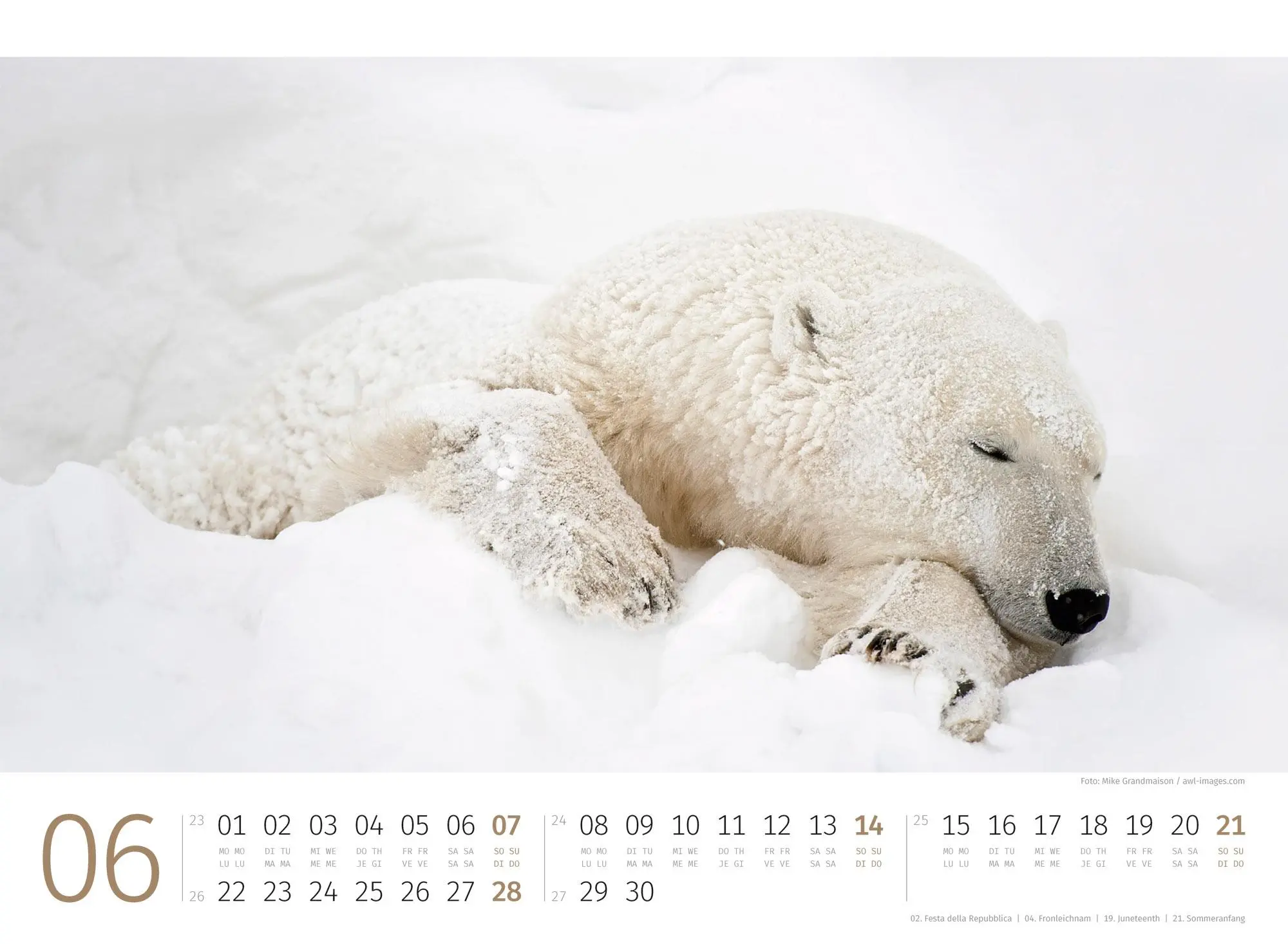 Bild: 9783838426983 | Eisbären Kalender 2026 | Ackermann Kunstverlag GmbH | Kalender | 14 S.