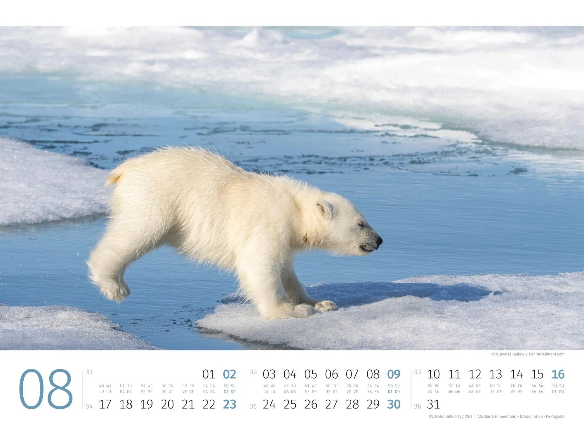 Bild: 9783838426983 | Eisbären Kalender 2026 | Ackermann Kunstverlag GmbH | Kalender | 14 S.