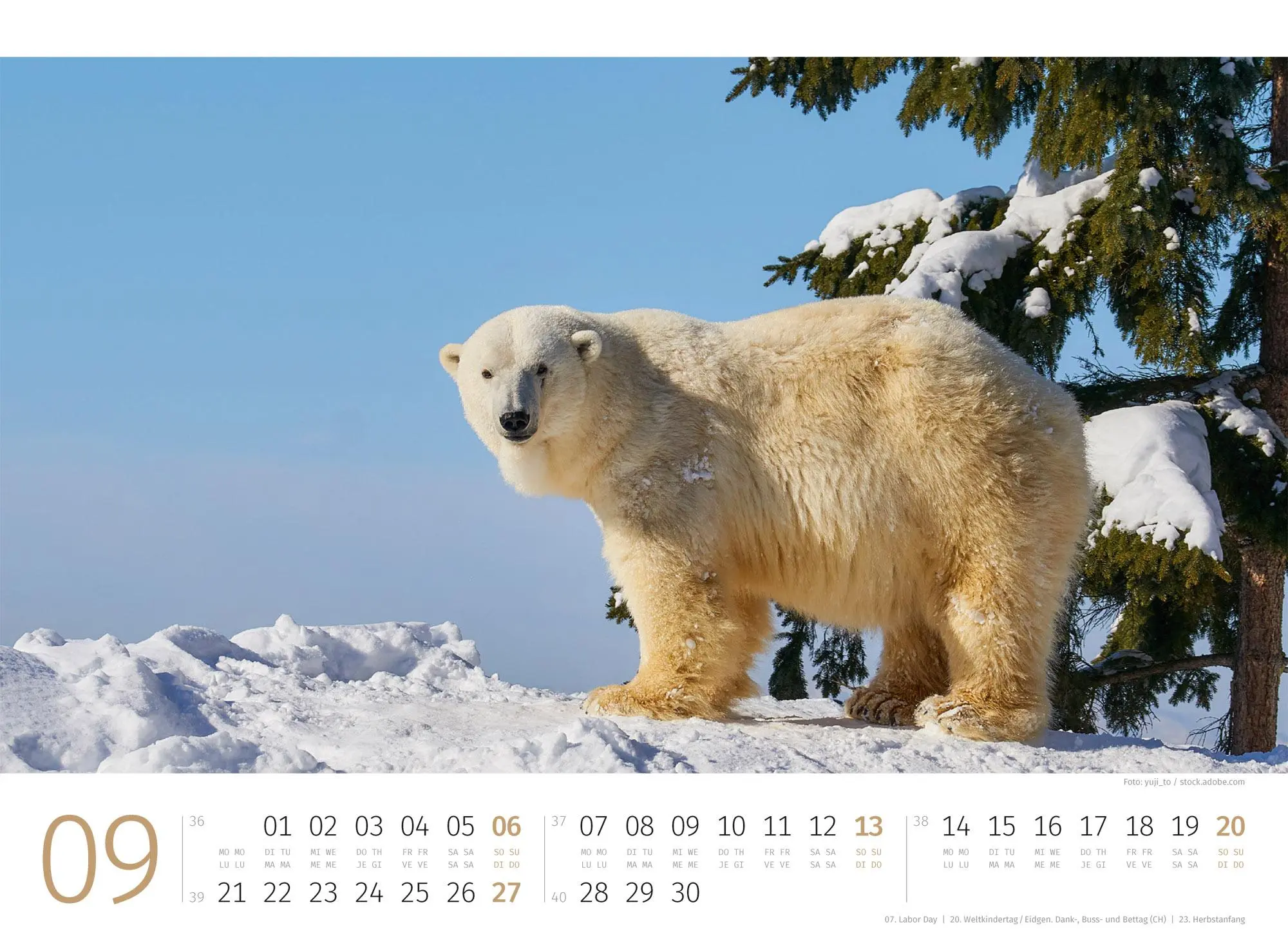Bild: 9783838426983 | Eisbären Kalender 2026 | Ackermann Kunstverlag GmbH | Kalender | 14 S.