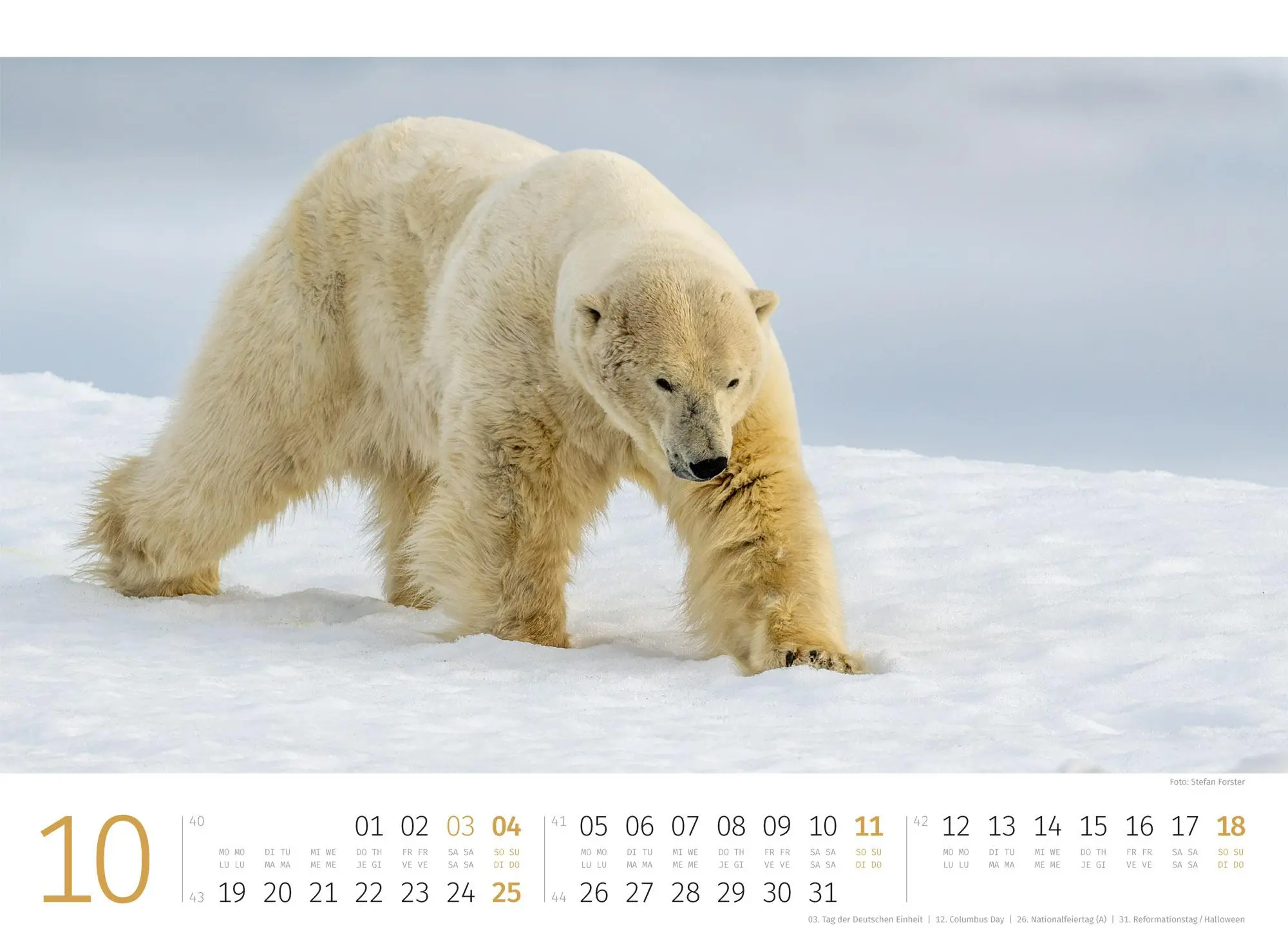 Bild: 9783838426983 | Eisbären Kalender 2026 | Ackermann Kunstverlag GmbH | Kalender | 14 S.