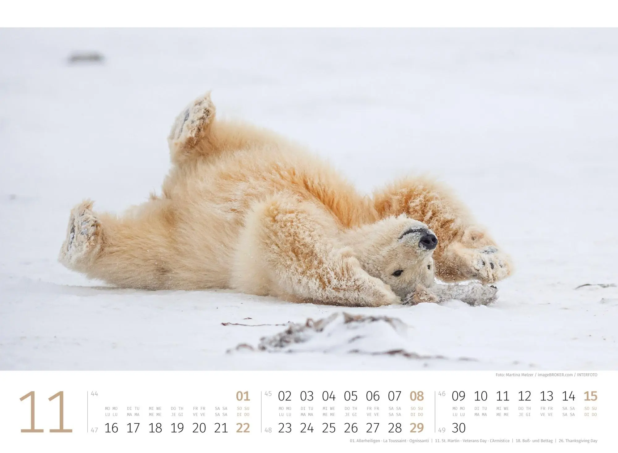 Bild: 9783838426983 | Eisbären Kalender 2026 | Ackermann Kunstverlag GmbH | Kalender | 14 S.