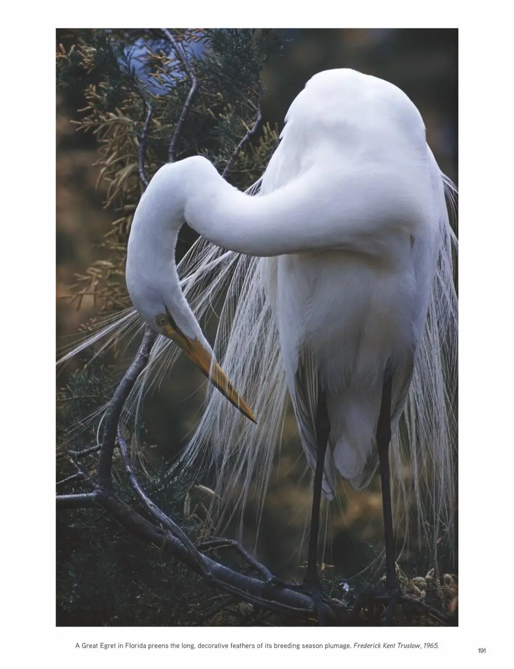 Bild: 9783866906983 | National Geographic Die Schönheit der Vögel | Catherine Herbert Howell