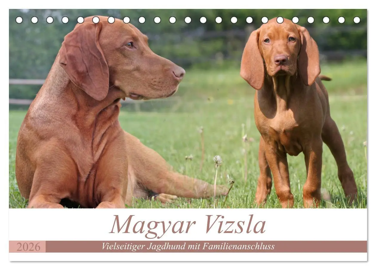 Cover: 9783516187083 | Magyar Vizsla - Vielseitiger Jagdhund mit Familienanschluss...