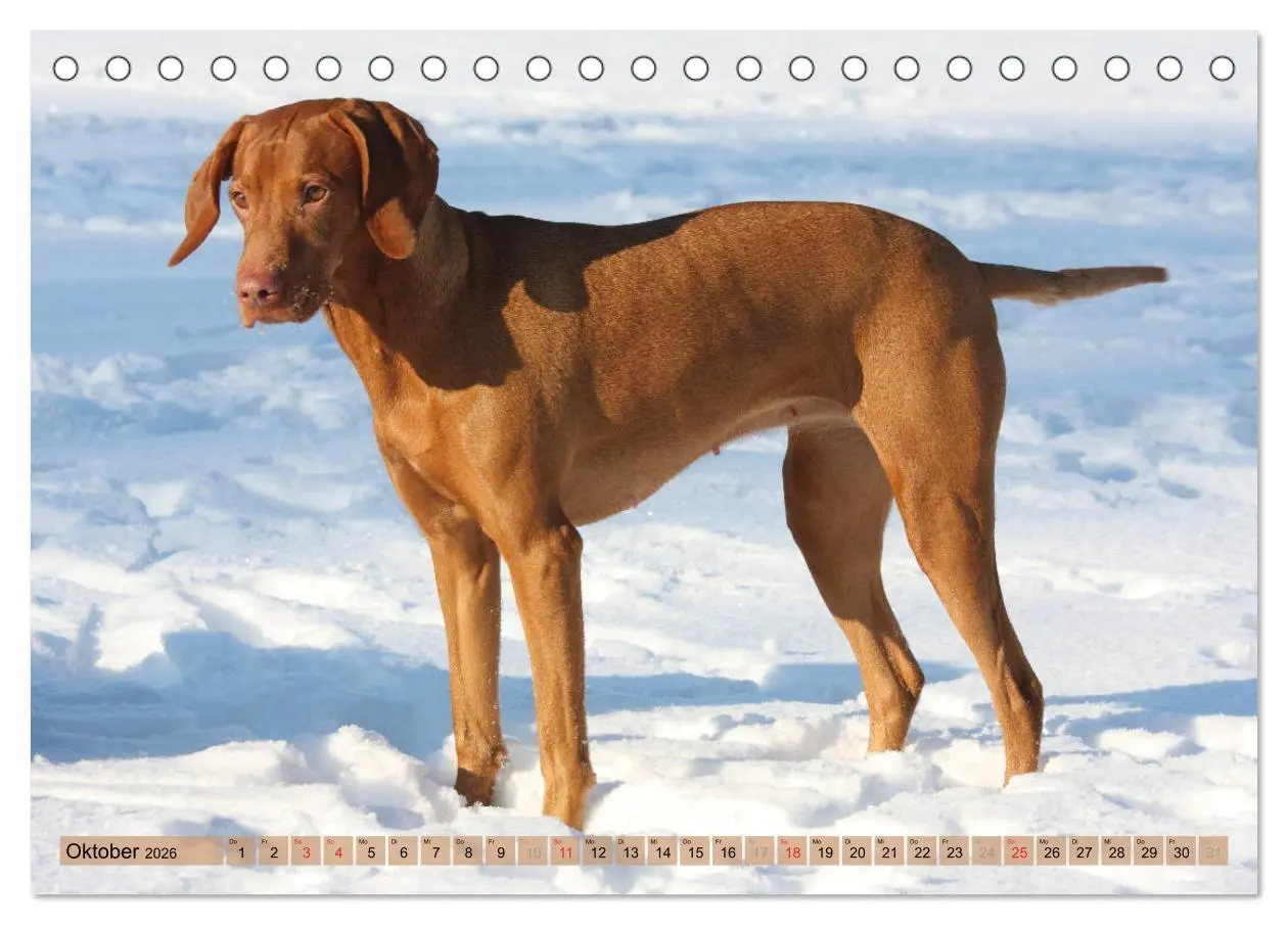 Bild: 9783516187083 | Magyar Vizsla - Vielseitiger Jagdhund mit Familienanschluss...