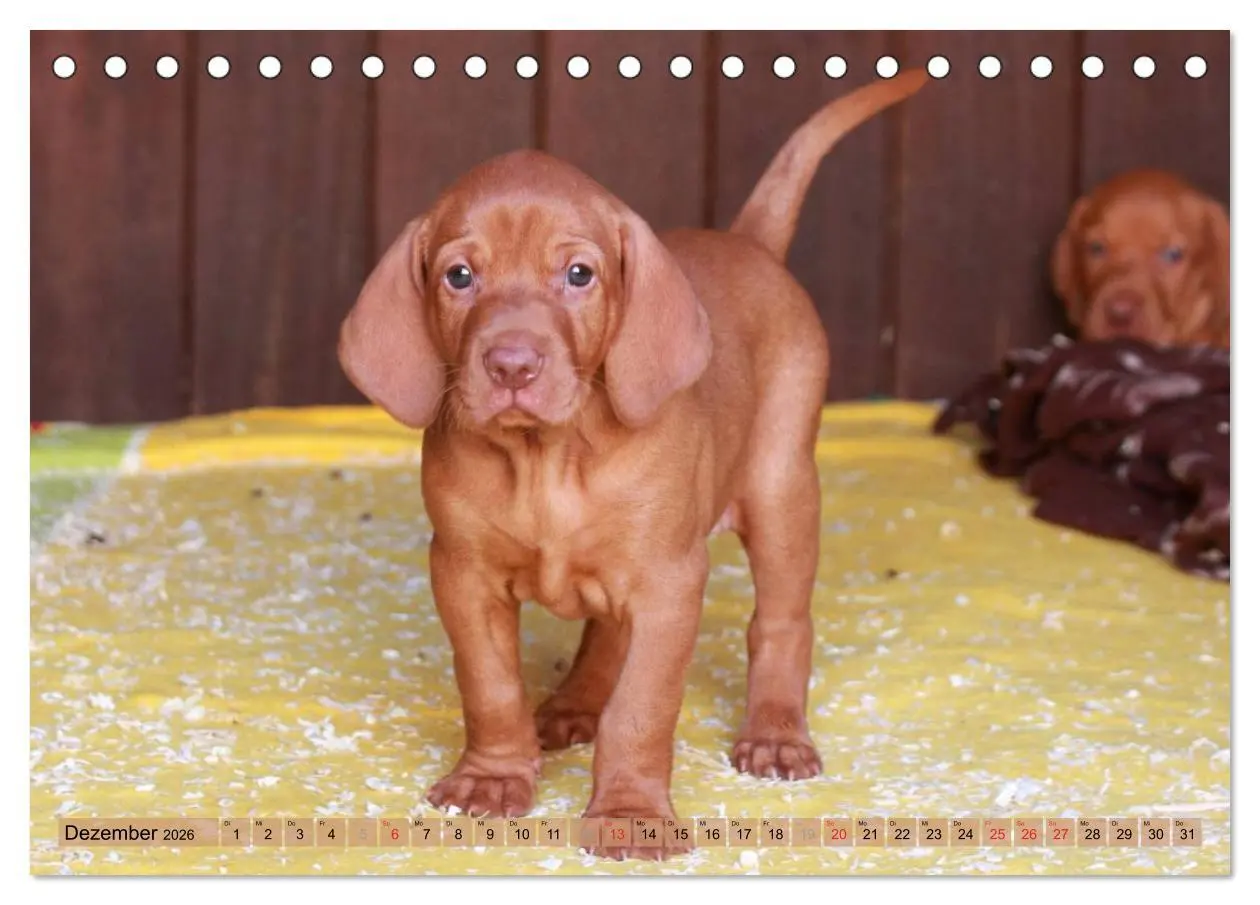 Bild: 9783516187083 | Magyar Vizsla - Vielseitiger Jagdhund mit Familienanschluss...