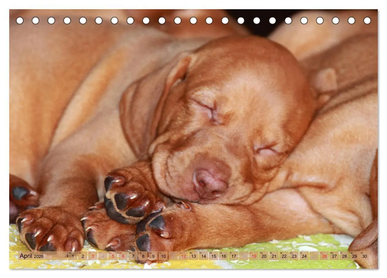 Bild: 9783516187083 | Magyar Vizsla - Vielseitiger Jagdhund mit Familienanschluss...