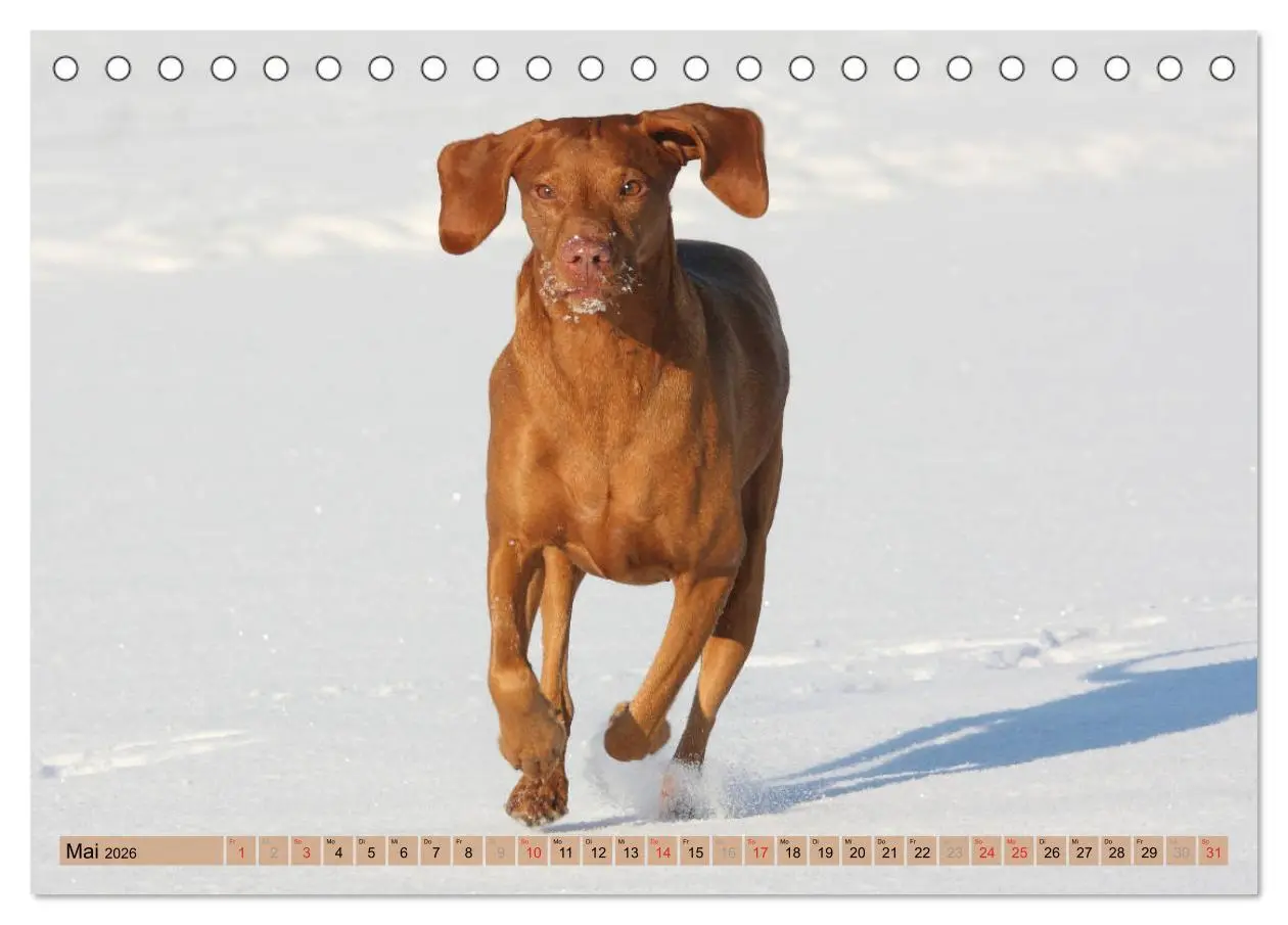 Bild: 9783516187083 | Magyar Vizsla - Vielseitiger Jagdhund mit Familienanschluss...