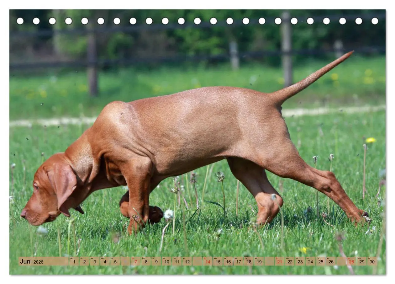 Bild: 9783516187083 | Magyar Vizsla - Vielseitiger Jagdhund mit Familienanschluss...