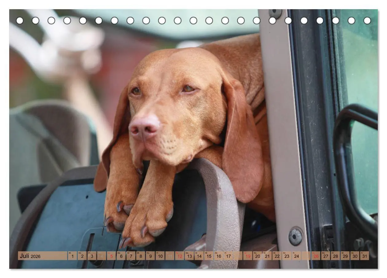 Bild: 9783516187083 | Magyar Vizsla - Vielseitiger Jagdhund mit Familienanschluss...