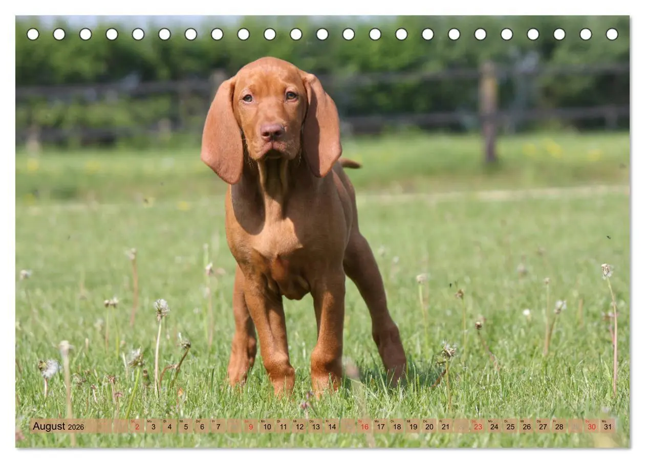 Bild: 9783516187083 | Magyar Vizsla - Vielseitiger Jagdhund mit Familienanschluss...
