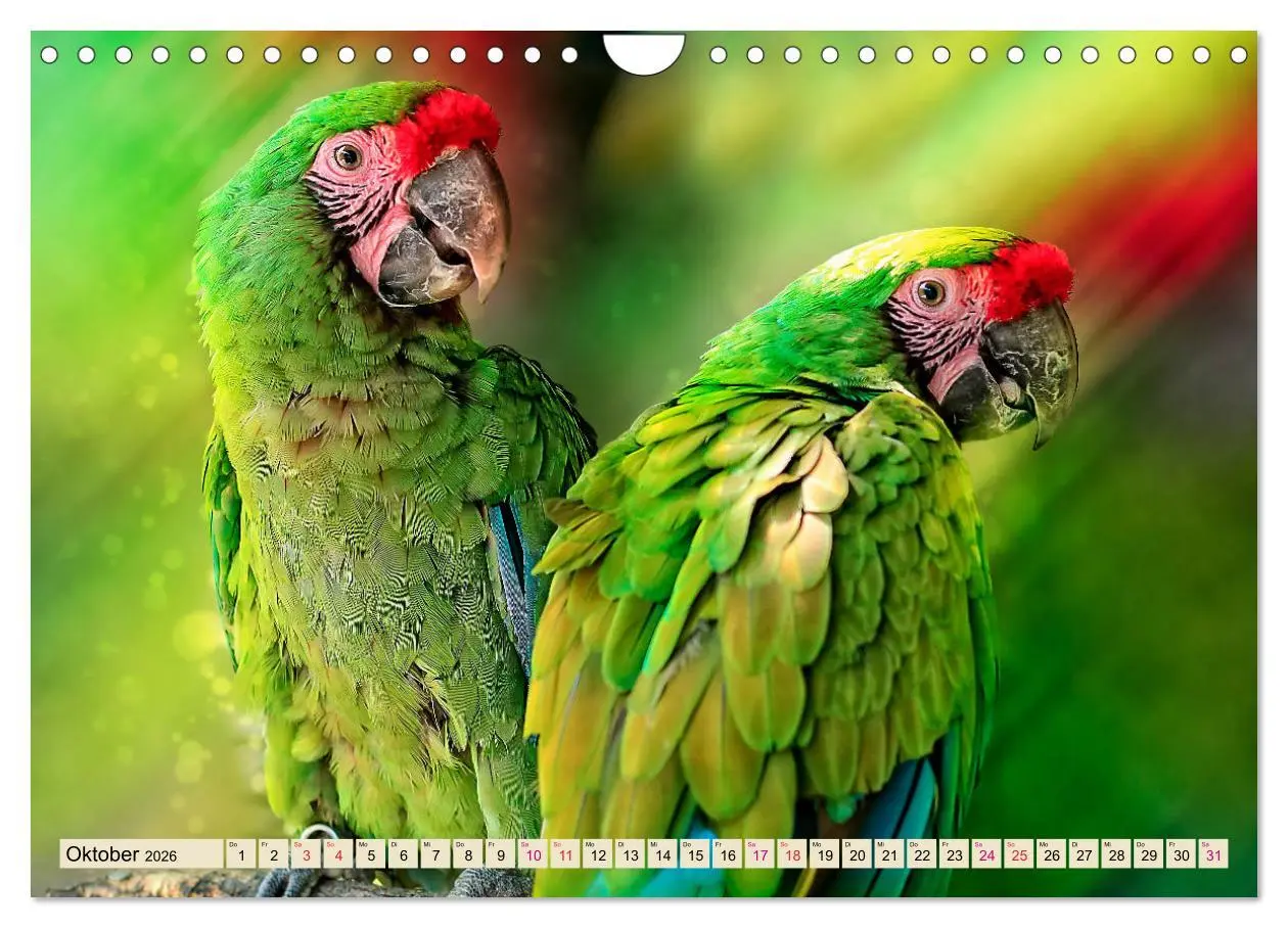 Bild: 9783457847183 | Mein bunter Papagei (Wandkalender 2026 DIN A4 quer), CALVENDO...