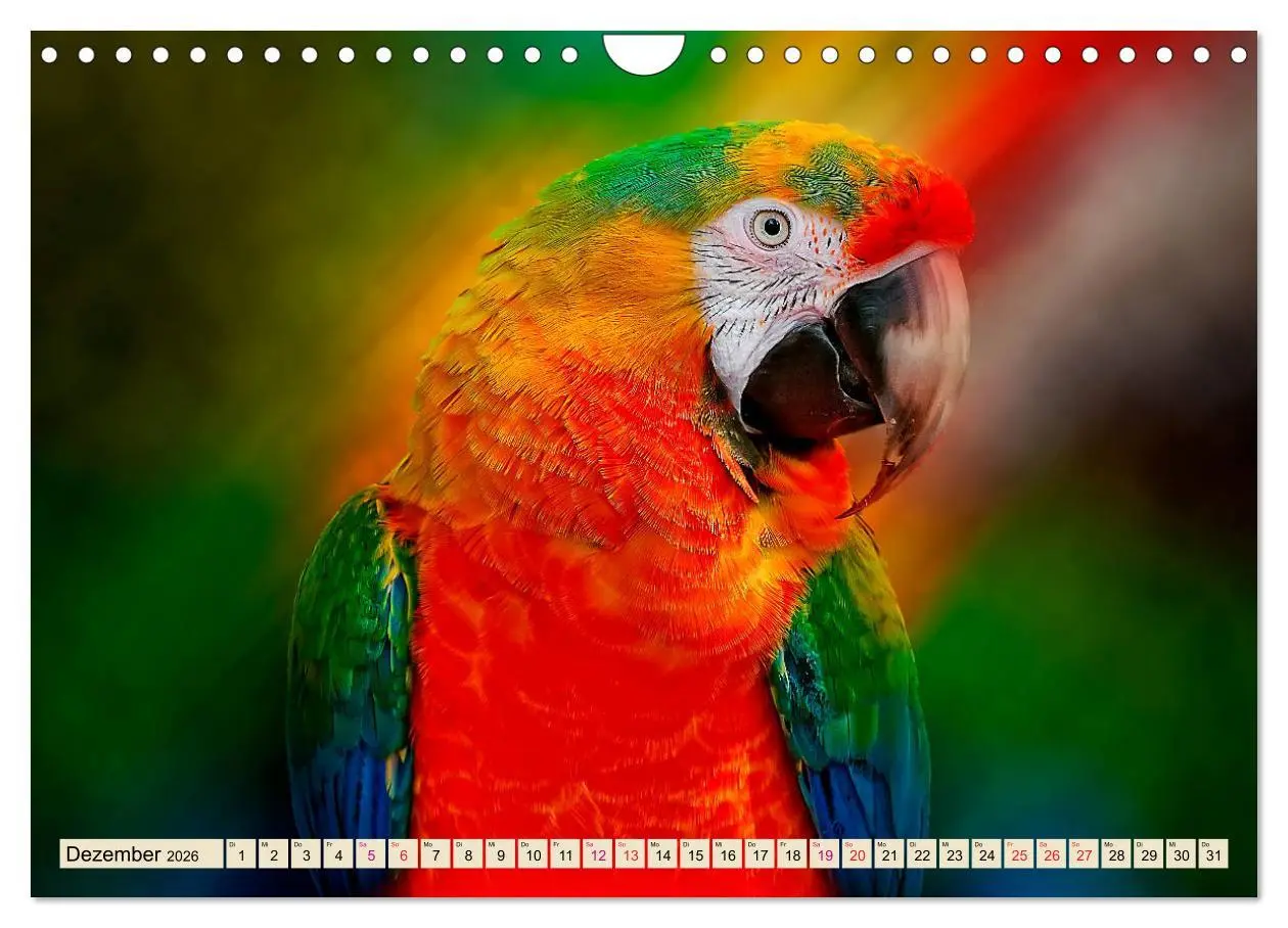 Bild: 9783457847183 | Mein bunter Papagei (Wandkalender 2026 DIN A4 quer), CALVENDO...