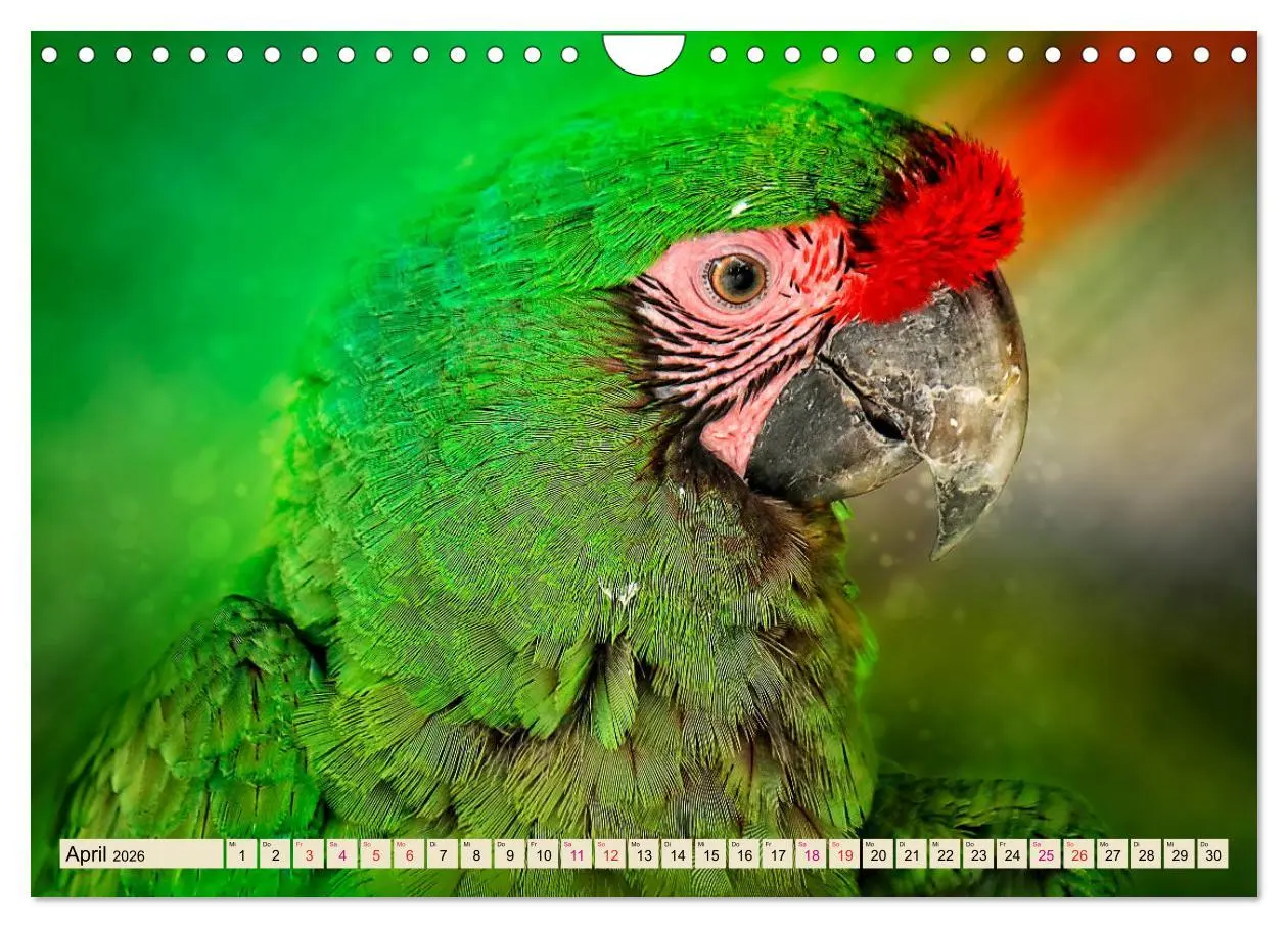 Bild: 9783457847183 | Mein bunter Papagei (Wandkalender 2026 DIN A4 quer), CALVENDO...