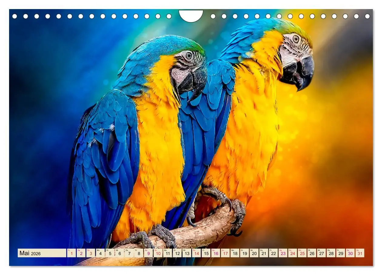 Bild: 9783457847183 | Mein bunter Papagei (Wandkalender 2026 DIN A4 quer), CALVENDO...