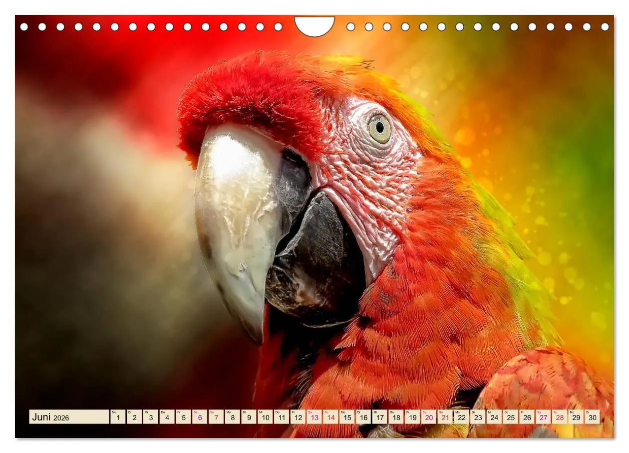 Bild: 9783457847183 | Mein bunter Papagei (Wandkalender 2026 DIN A4 quer), CALVENDO...