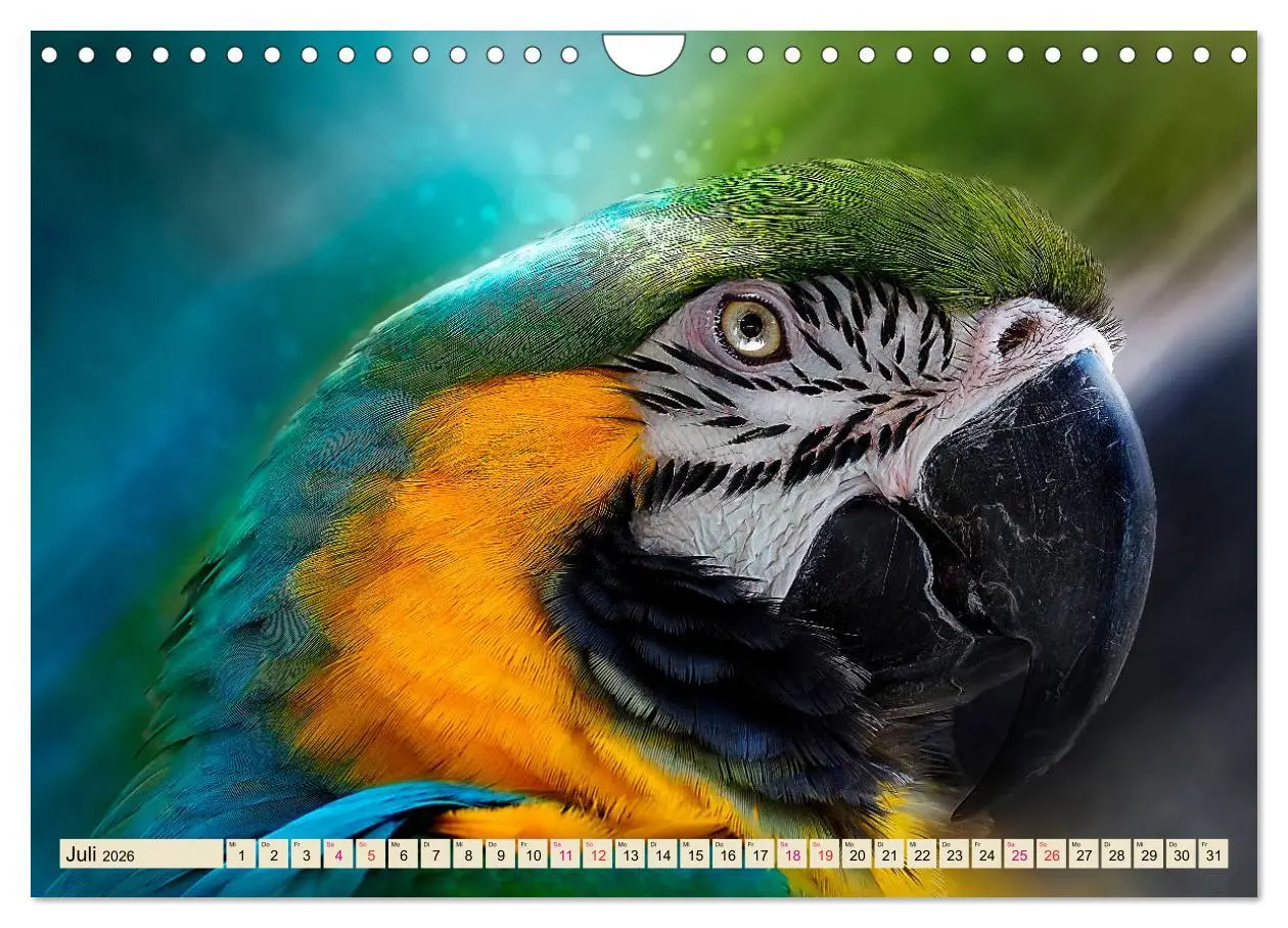 Bild: 9783457847183 | Mein bunter Papagei (Wandkalender 2026 DIN A4 quer), CALVENDO...