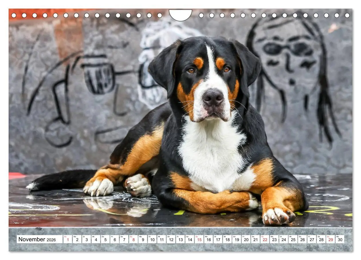 Bild: 9783457837283 | Großer Schweizer Sennenhund (Wandkalender 2026 DIN A4 quer),...