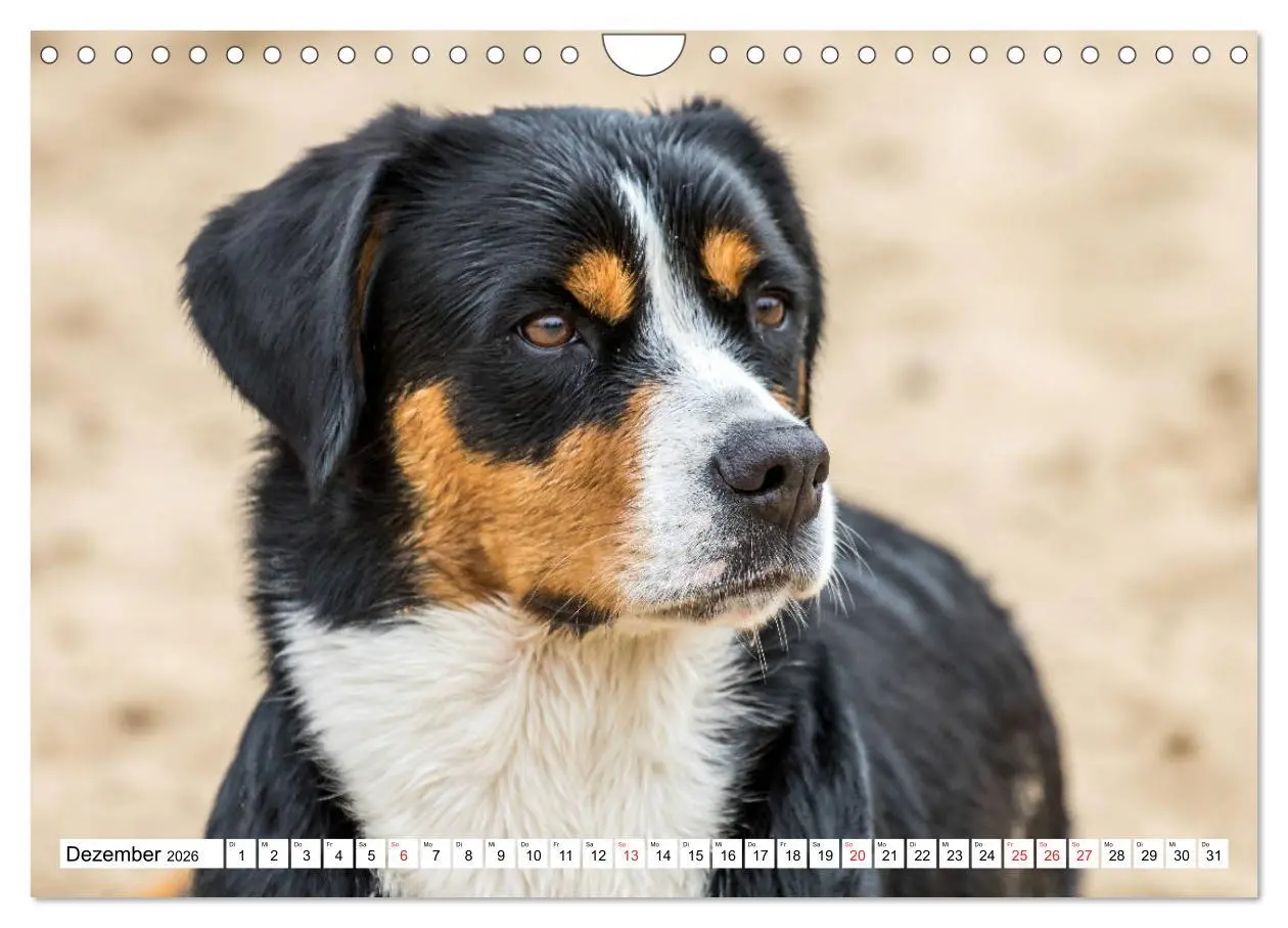 Bild: 9783457837283 | Großer Schweizer Sennenhund (Wandkalender 2026 DIN A4 quer),...