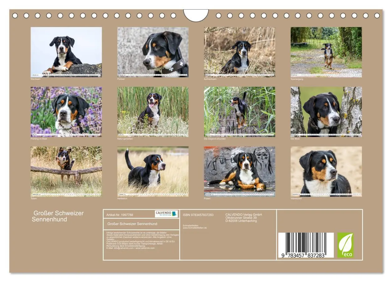 Bild: 9783457837283 | Großer Schweizer Sennenhund (Wandkalender 2026 DIN A4 quer),...