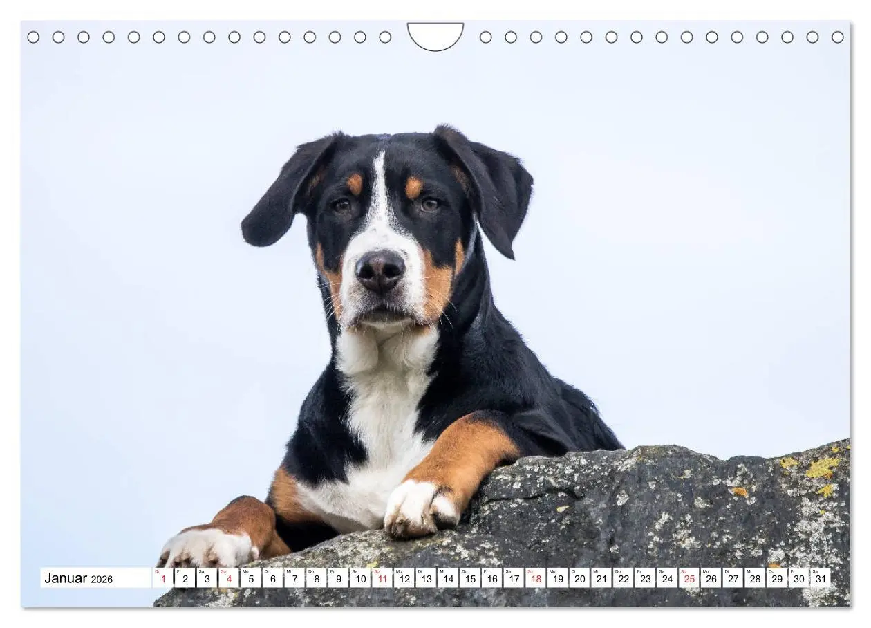 Bild: 9783457837283 | Großer Schweizer Sennenhund (Wandkalender 2026 DIN A4 quer),...