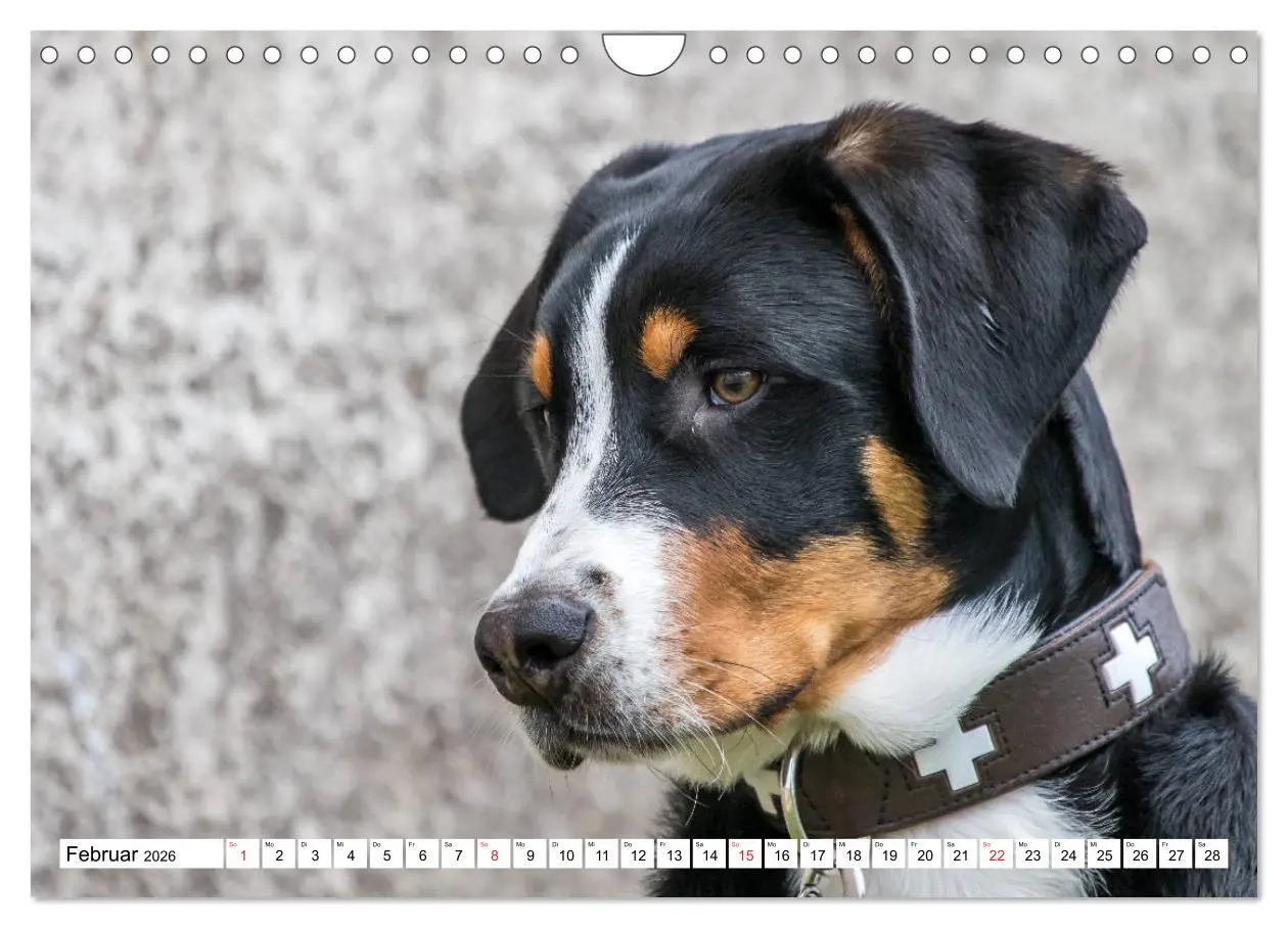 Bild: 9783457837283 | Großer Schweizer Sennenhund (Wandkalender 2026 DIN A4 quer),...
