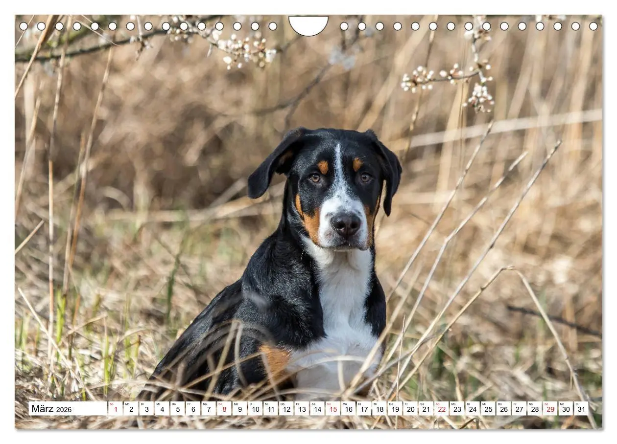 Bild: 9783457837283 | Großer Schweizer Sennenhund (Wandkalender 2026 DIN A4 quer),...