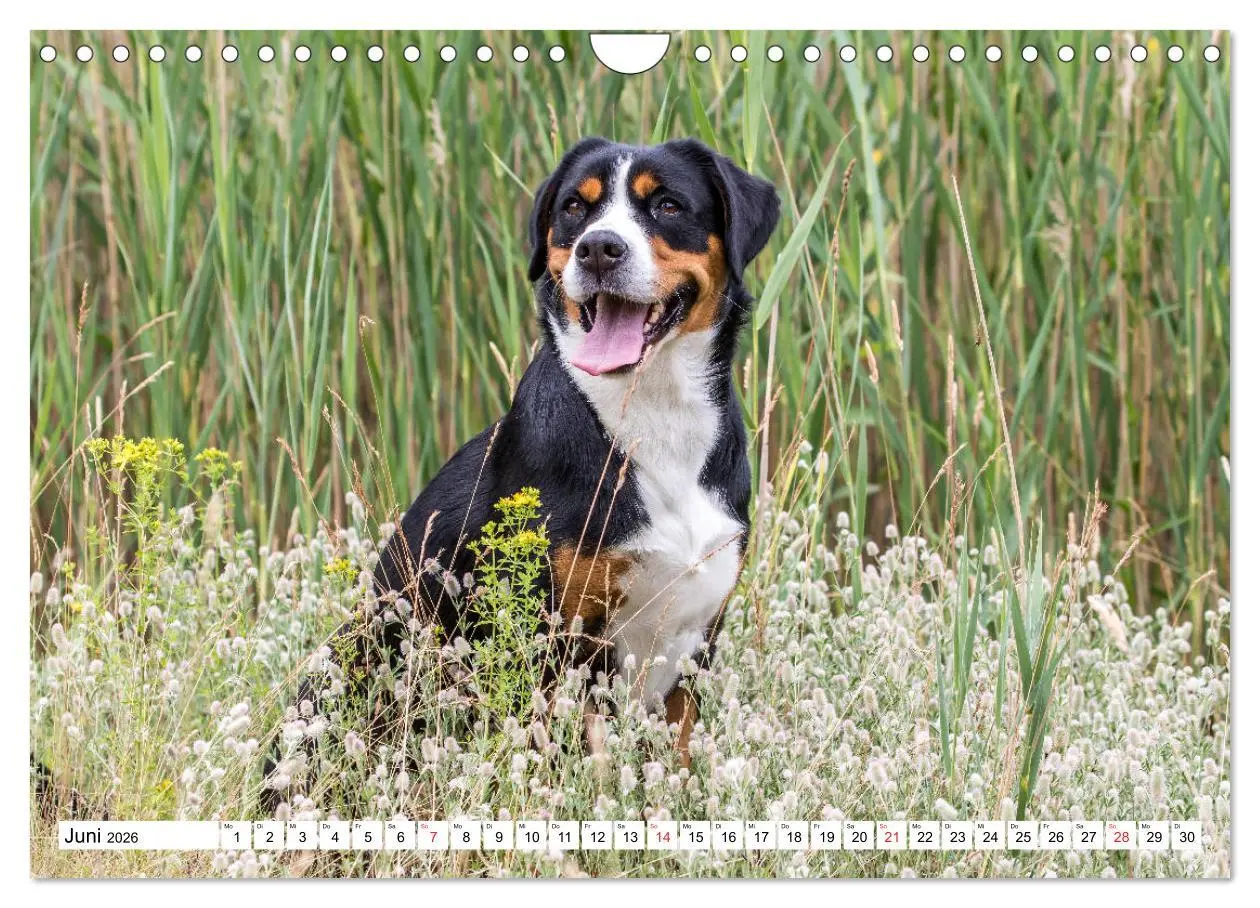 Bild: 9783457837283 | Großer Schweizer Sennenhund (Wandkalender 2026 DIN A4 quer),...