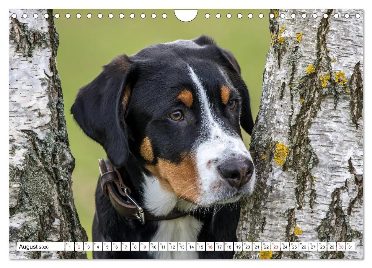 Bild: 9783457837283 | Großer Schweizer Sennenhund (Wandkalender 2026 DIN A4 quer),...