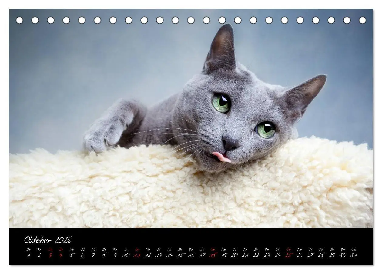 Bild: 9783516227383 | Katzen 2026 (Tischkalender 2026 DIN A5 quer), CALVENDO Monatskalender