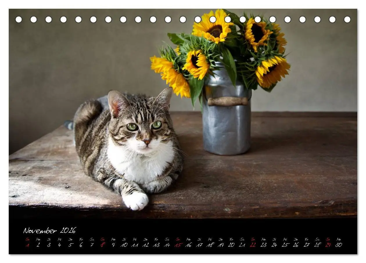 Bild: 9783516227383 | Katzen 2026 (Tischkalender 2026 DIN A5 quer), CALVENDO Monatskalender