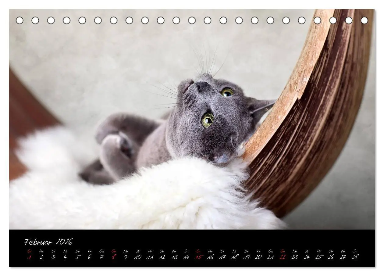 Bild: 9783516227383 | Katzen 2026 (Tischkalender 2026 DIN A5 quer), CALVENDO Monatskalender