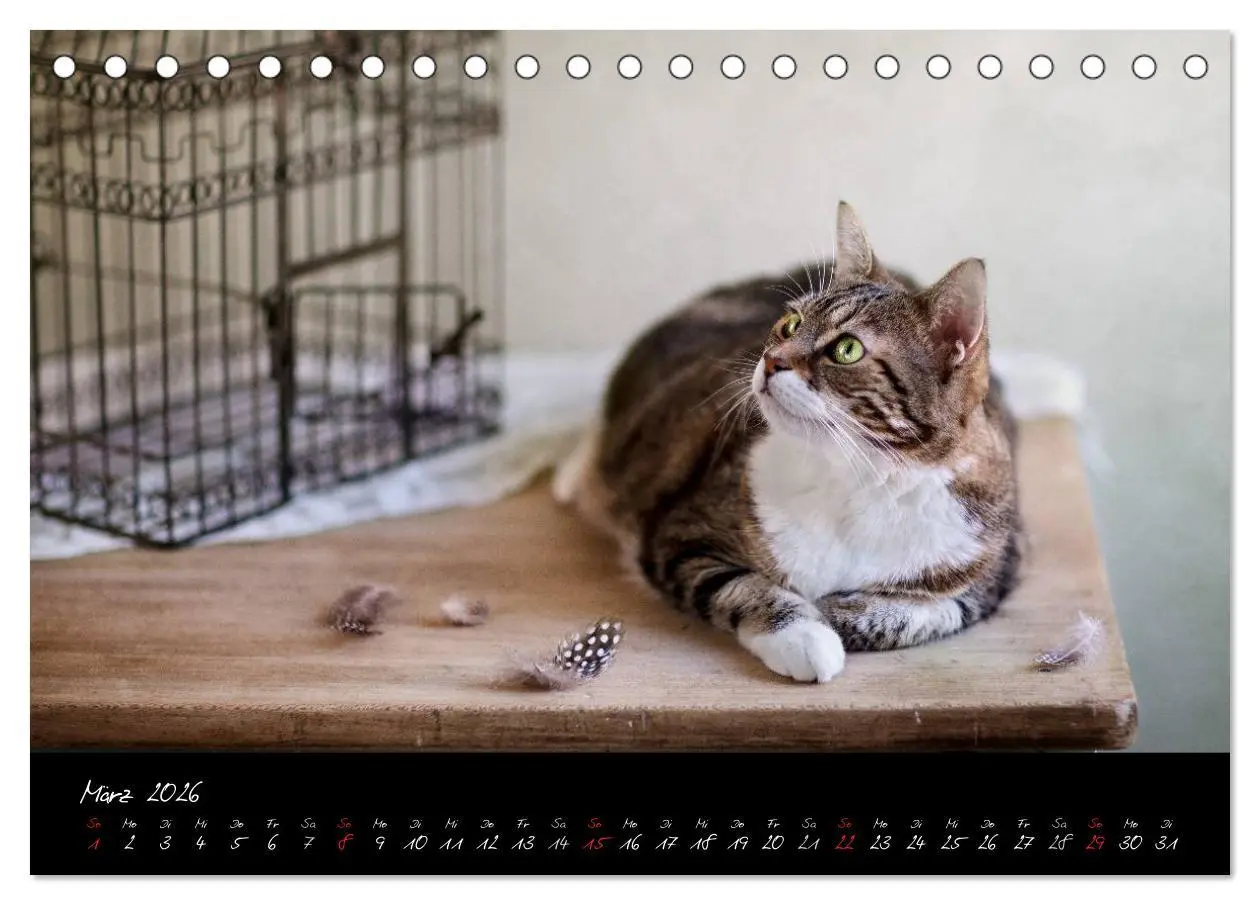 Bild: 9783516227383 | Katzen 2026 (Tischkalender 2026 DIN A5 quer), CALVENDO Monatskalender