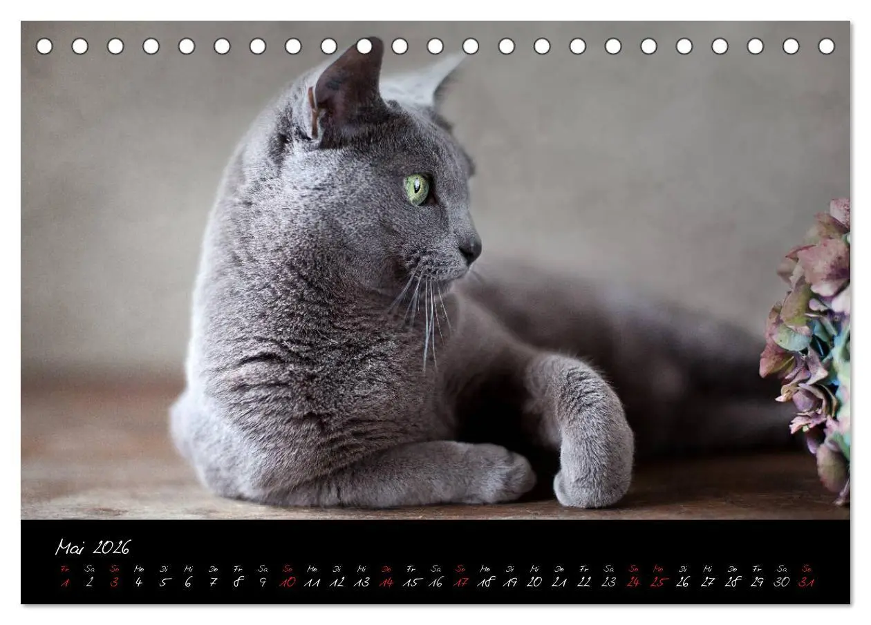 Bild: 9783516227383 | Katzen 2026 (Tischkalender 2026 DIN A5 quer), CALVENDO Monatskalender