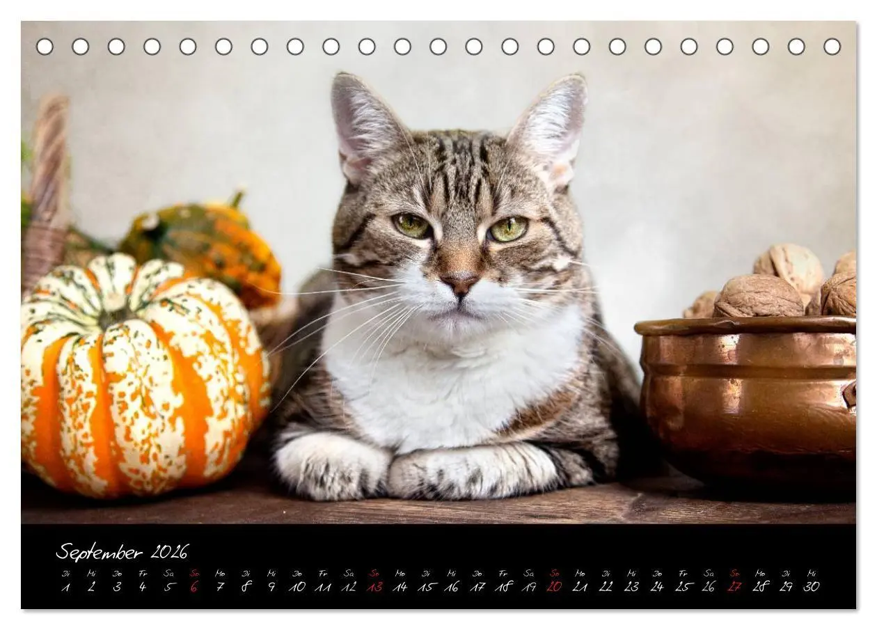 Bild: 9783516227383 | Katzen 2026 (Tischkalender 2026 DIN A5 quer), CALVENDO Monatskalender
