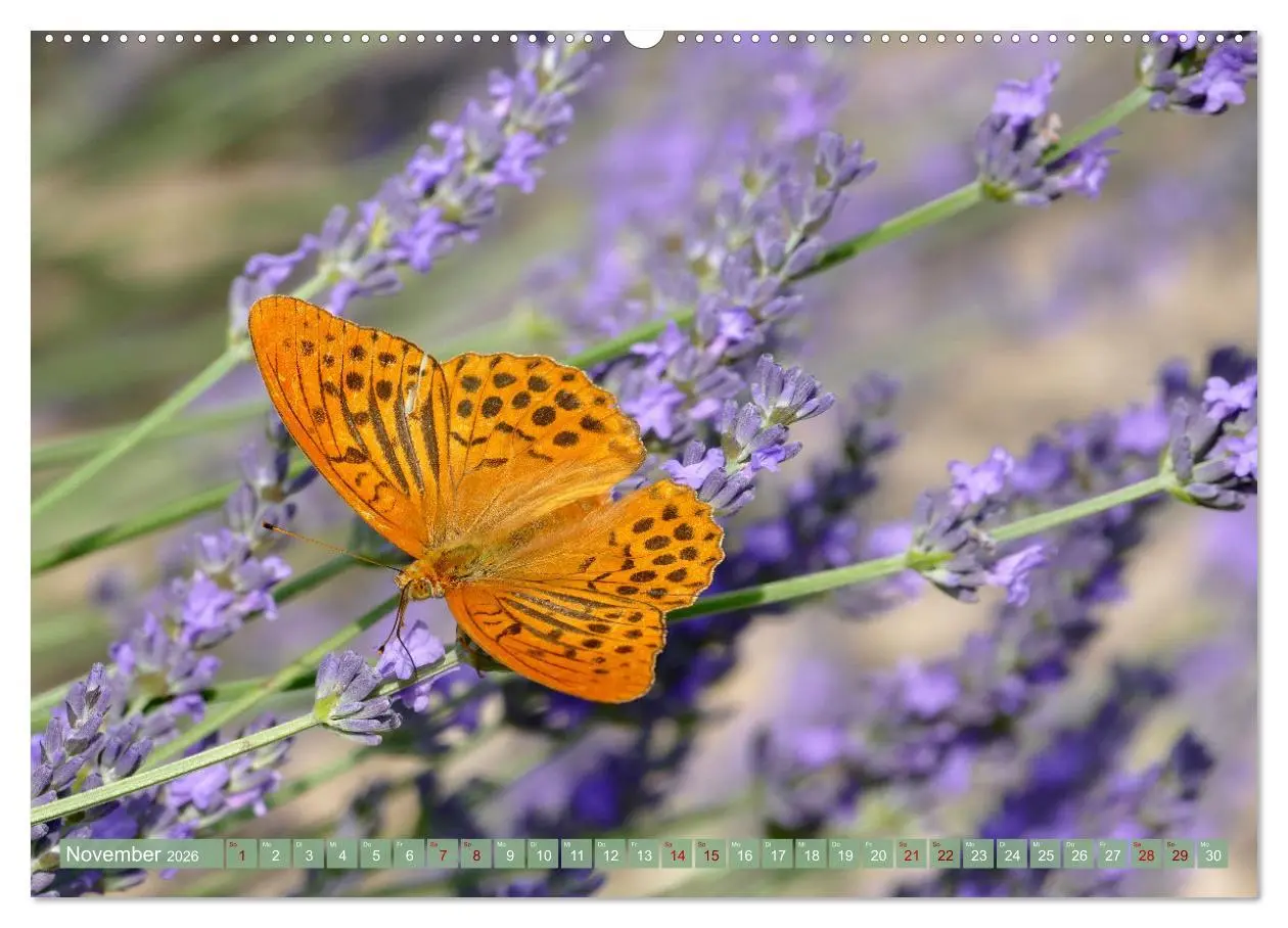 Bild: 9783457507483 | Der Duft von Lavendel (hochwertiger Premium Wandkalender 2026 DIN...