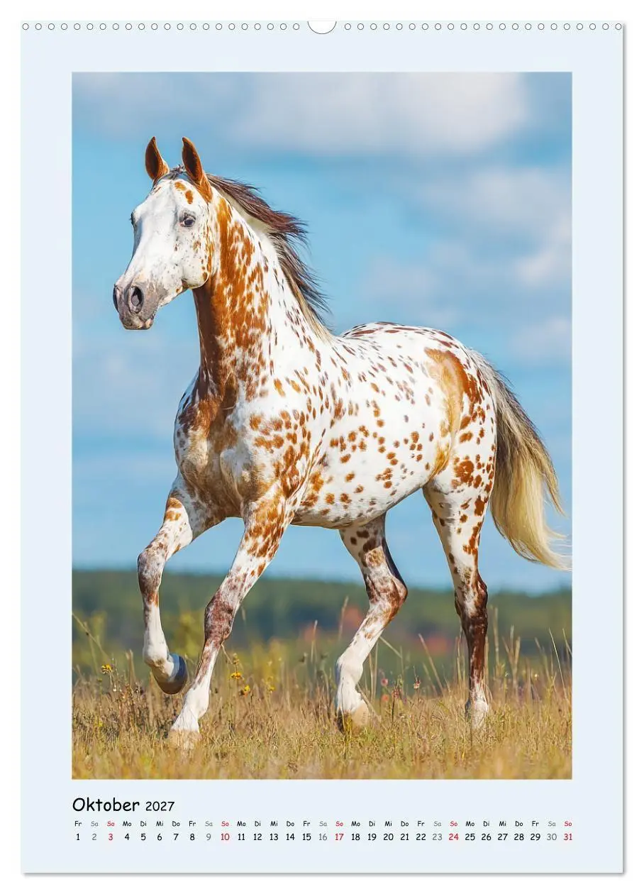 Bild: 9783516757583 | Der Appaloosa. Ein zuverlässiges Westernpferd in bunter Optik...