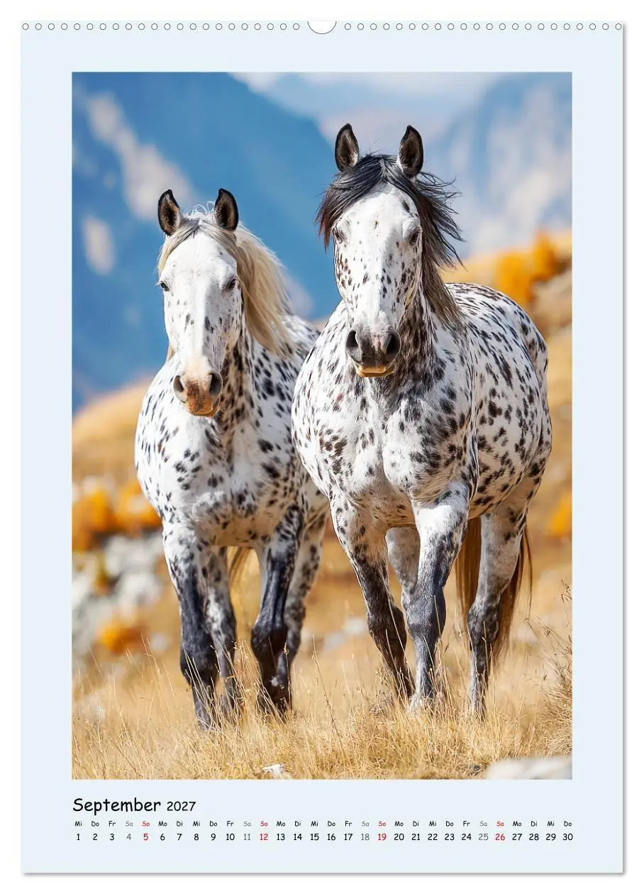 Bild: 9783516757583 | Der Appaloosa. Ein zuverlässiges Westernpferd in bunter Optik...
