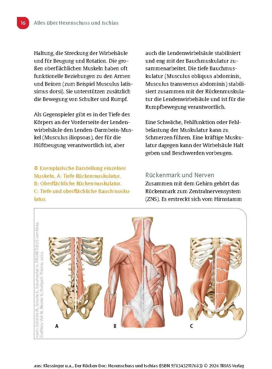 Bild: 9783432117683 | Der Rücken-Doc: Hexenschuss und Ischias | Stephan Klessinger (u. a.)
