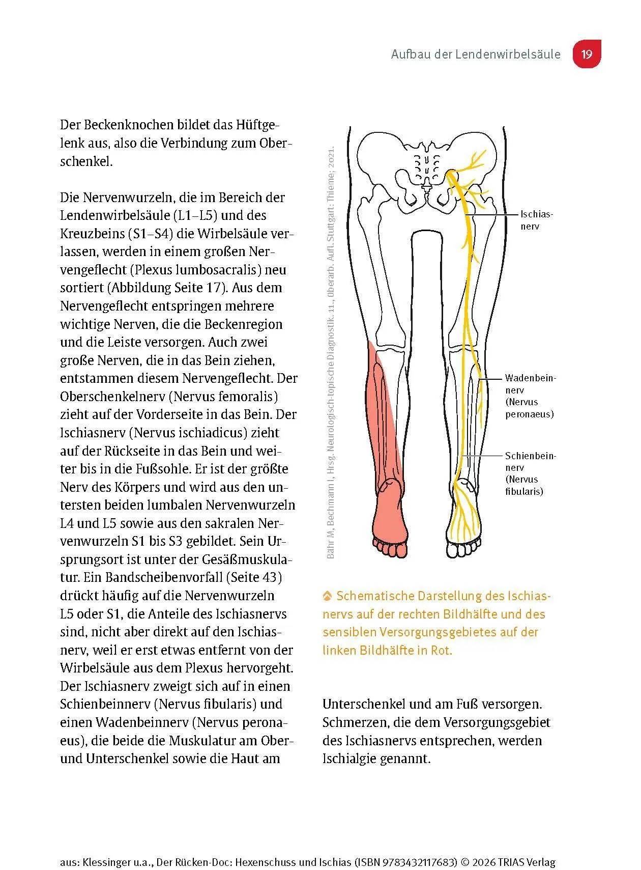 Bild: 9783432117683 | Der Rücken-Doc: Hexenschuss und Ischias | Stephan Klessinger (u. a.)