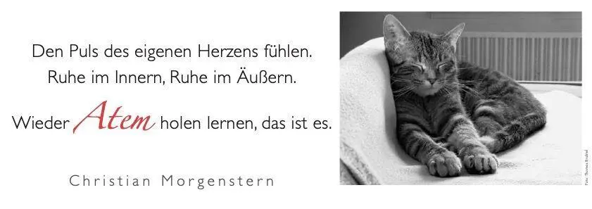 Bild: 9783895617683 | Der literarische Katzen Wochenplaner 2027 | Zweifarbiger Tischkalender