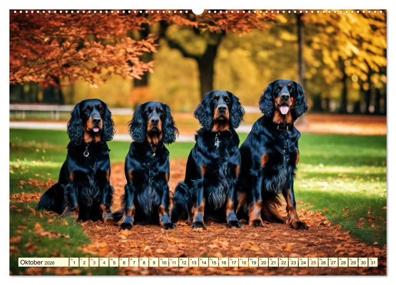 Bild: 9783457407783 | Gordon Setter - elegantes Kraftpaket (Wandkalender 2026 DIN A2...
