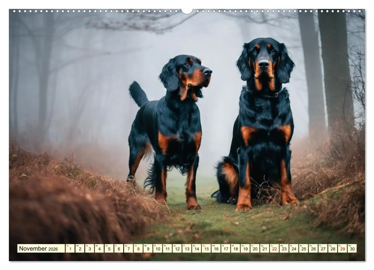 Bild: 9783457407783 | Gordon Setter - elegantes Kraftpaket (Wandkalender 2026 DIN A2...