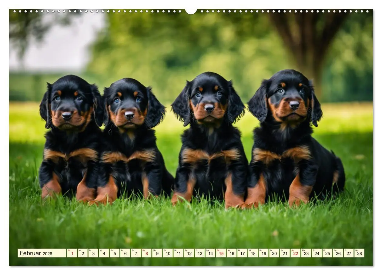 Bild: 9783457407783 | Gordon Setter - elegantes Kraftpaket (Wandkalender 2026 DIN A2...