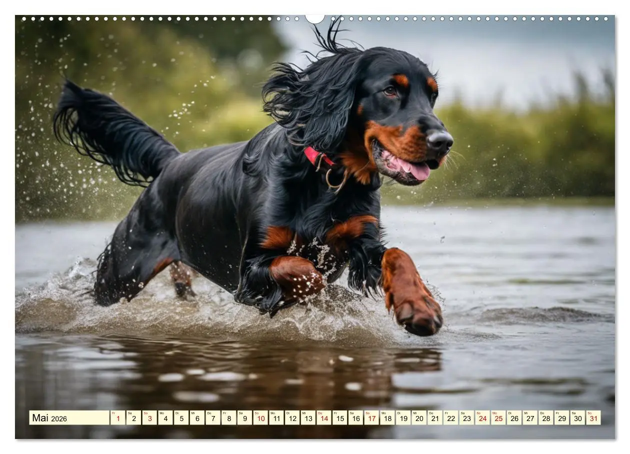 Bild: 9783457407783 | Gordon Setter - elegantes Kraftpaket (Wandkalender 2026 DIN A2...