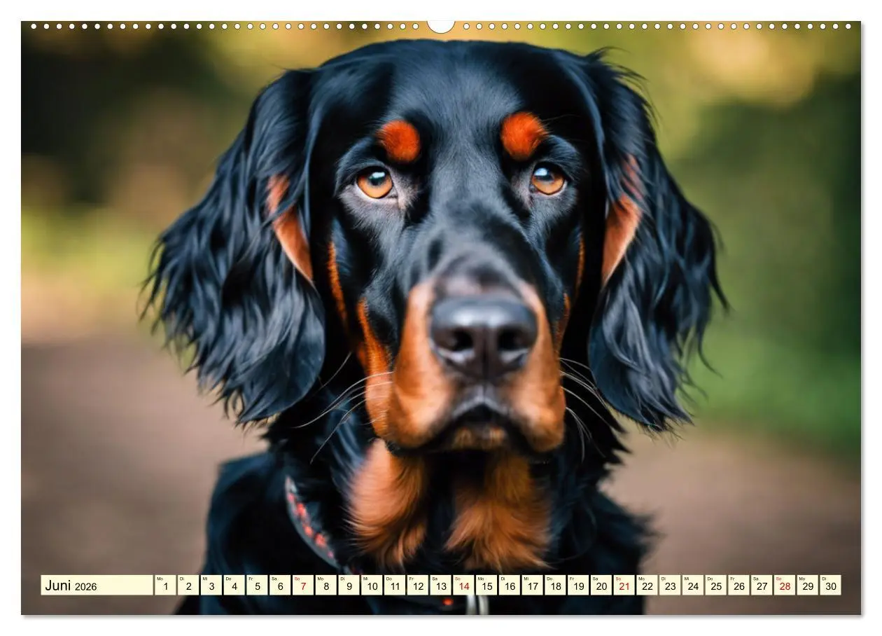 Bild: 9783457407783 | Gordon Setter - elegantes Kraftpaket (Wandkalender 2026 DIN A2...