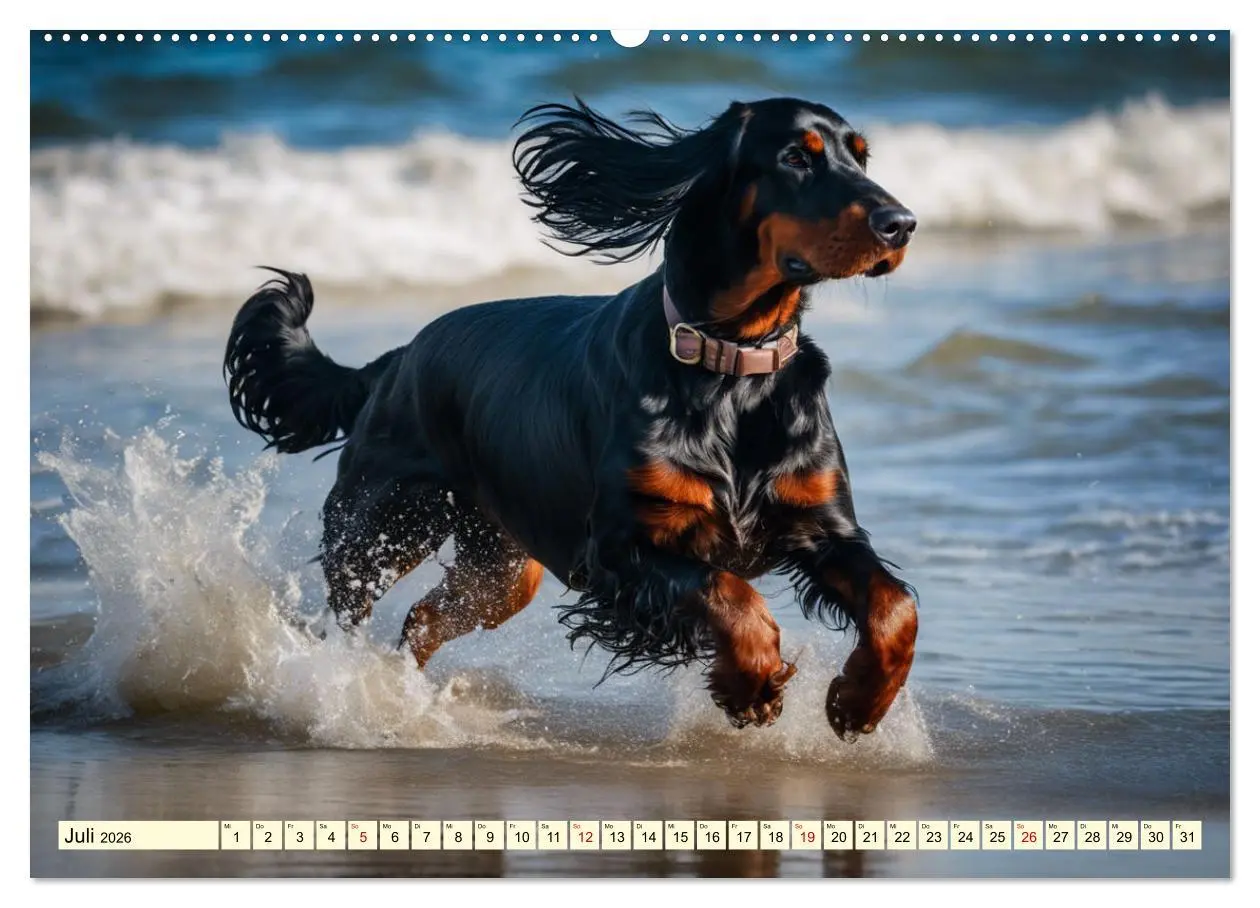 Bild: 9783457407783 | Gordon Setter - elegantes Kraftpaket (Wandkalender 2026 DIN A2...