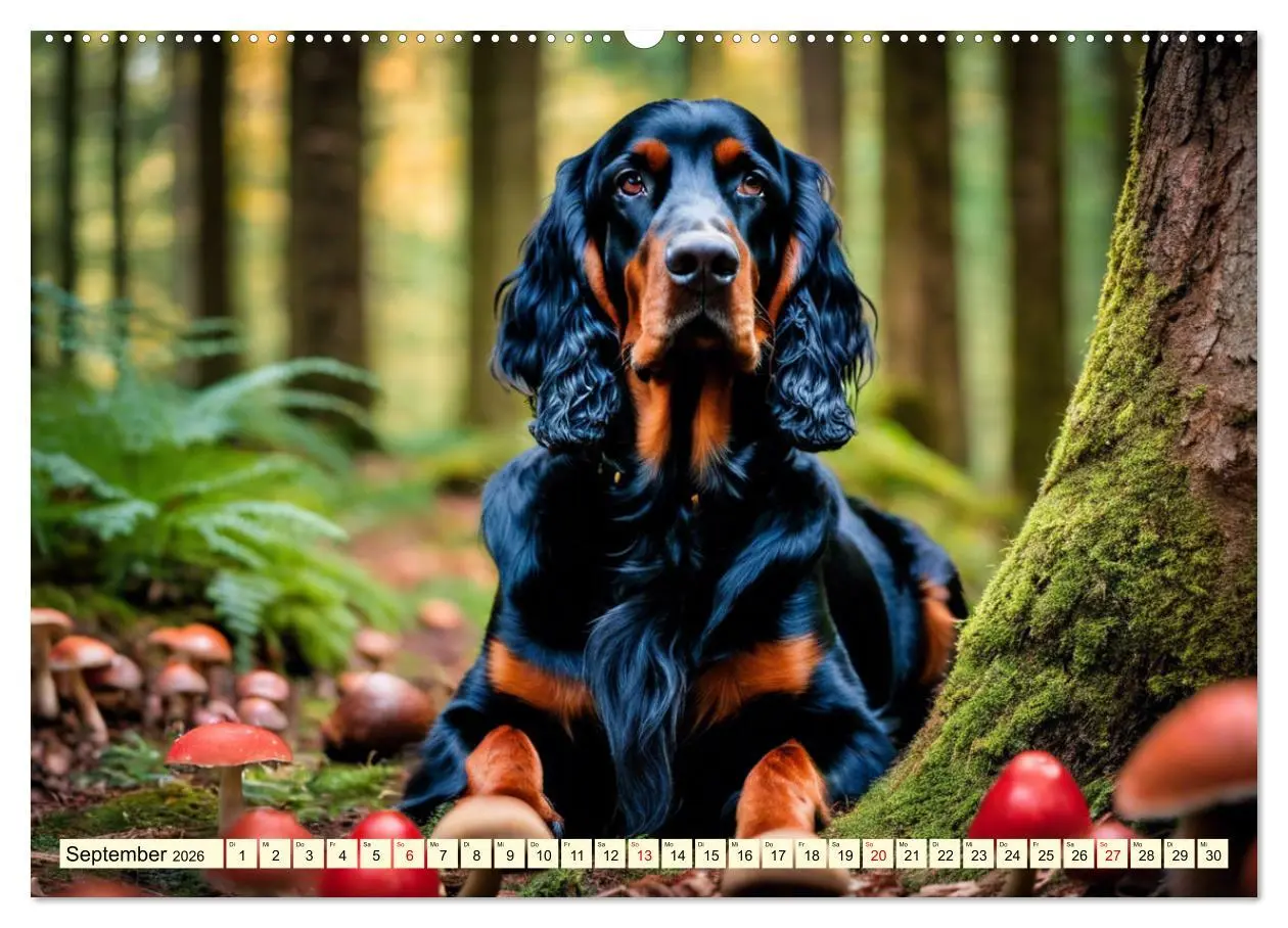 Bild: 9783457407783 | Gordon Setter - elegantes Kraftpaket (Wandkalender 2026 DIN A2...